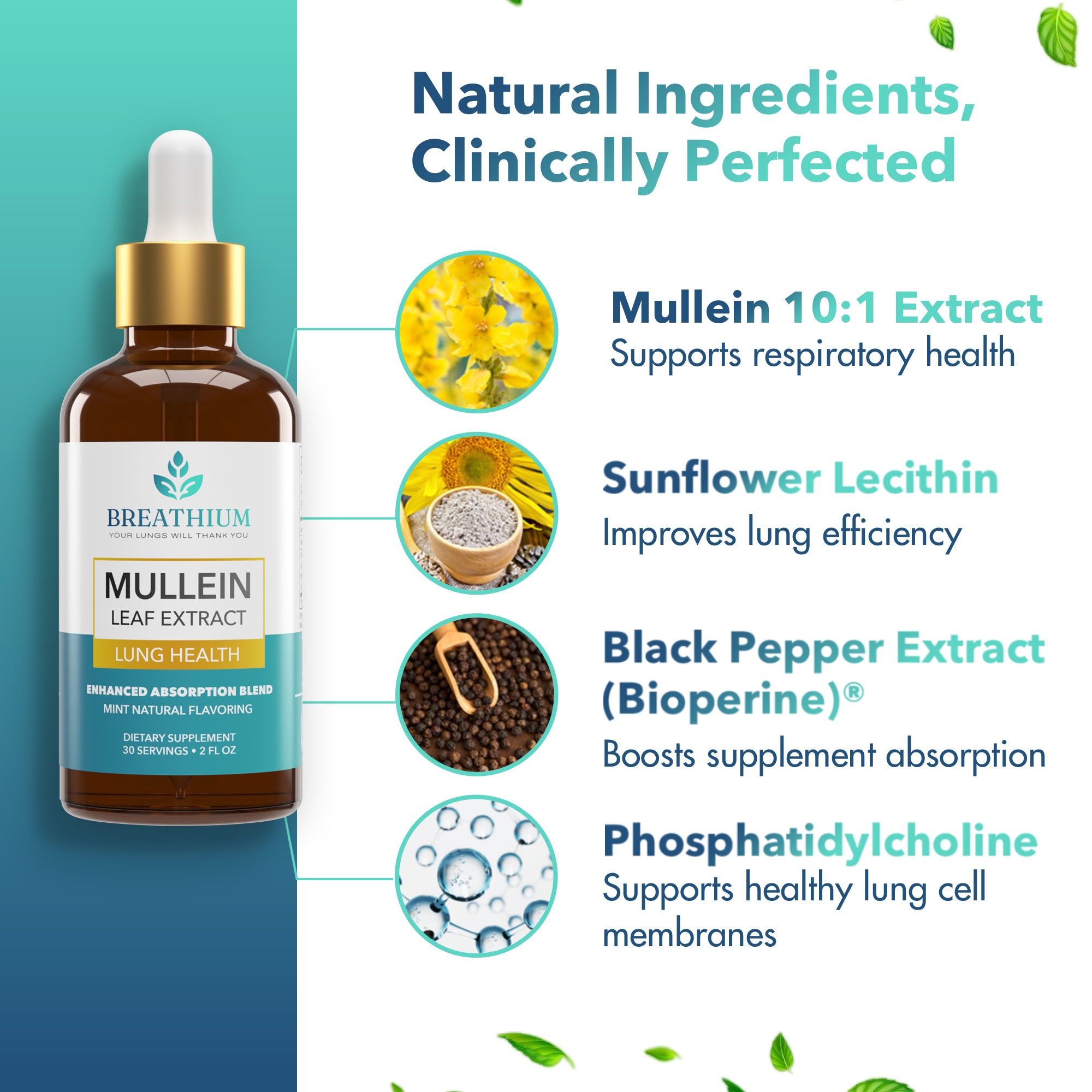 Liposomal Mullein Drops – Lung Cleanse & Mucus Relief, Fast-Acting Respiratory Support – 4oz / 60 Servings– Peppermint, USA Made